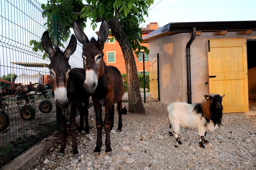 Agriturismo Al Barco ξενώνας Sommacampagna Εξωτερικό φωτογραφία